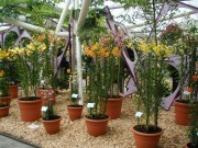 [Botanical 3.JPG]